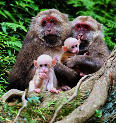 Fauna v oblasti Wui je rozmanitá